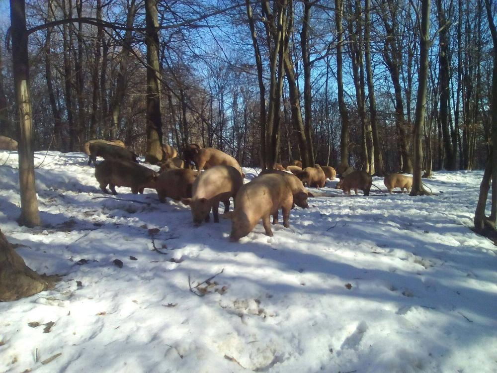 Allevamenti I Porci Comodi