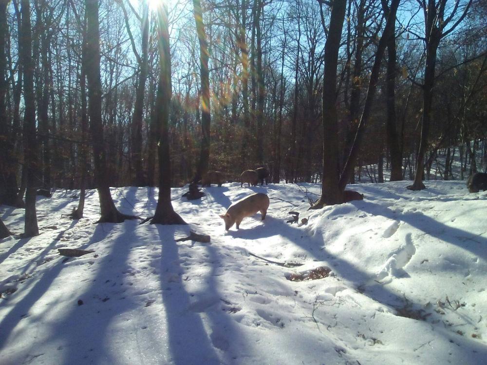 Gli allevamenti invernali de I Porci Comodi