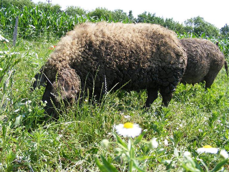 Mangalica ungherese: la carne di maiale più pregiata al mondo.