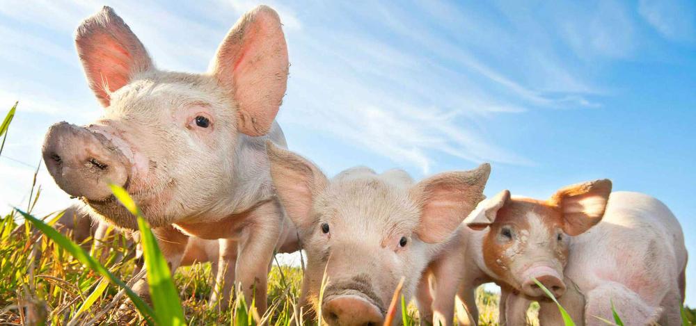 Assica - Unaitalia e gli antibiotici negli allevamenti.
